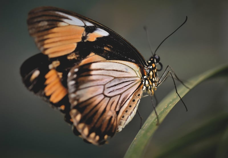Butterfly Effect Encounters